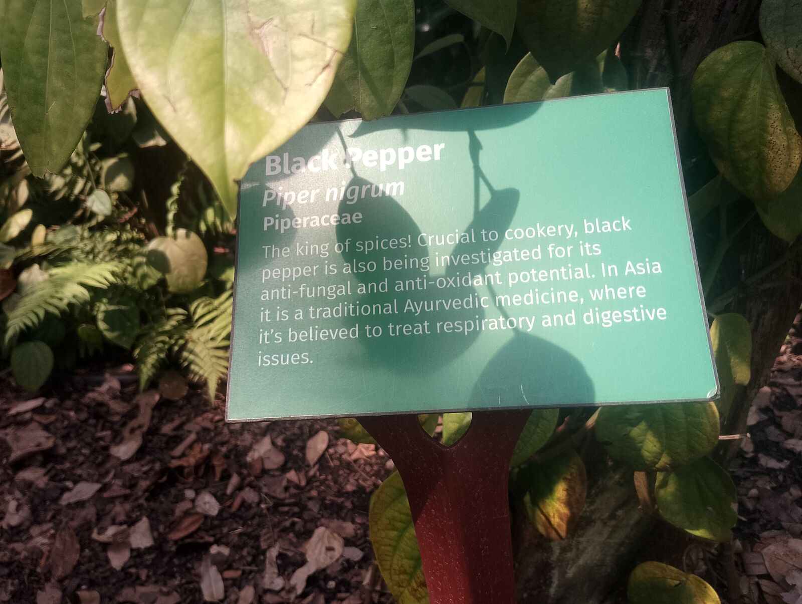 Eden Project