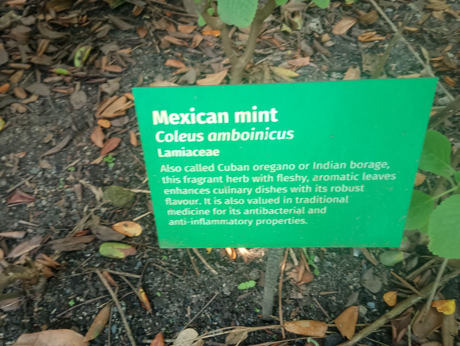 Eden Project