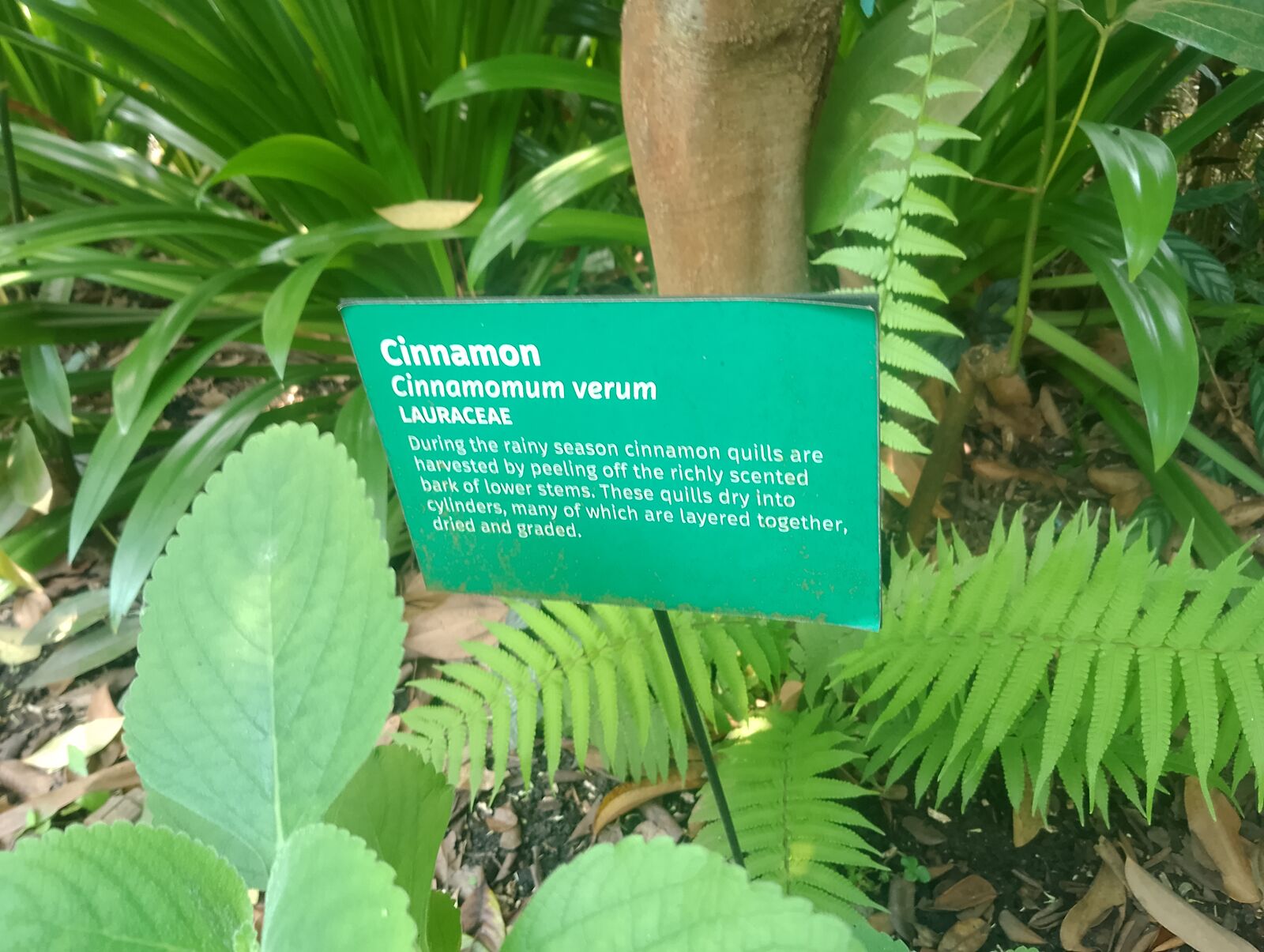 Eden Project
