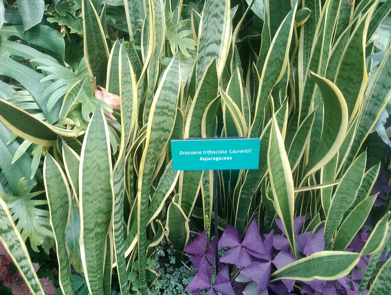 Eden Project