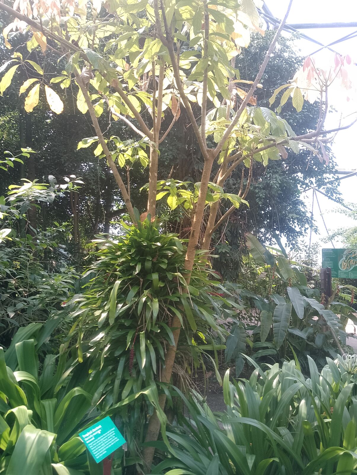 Eden Project