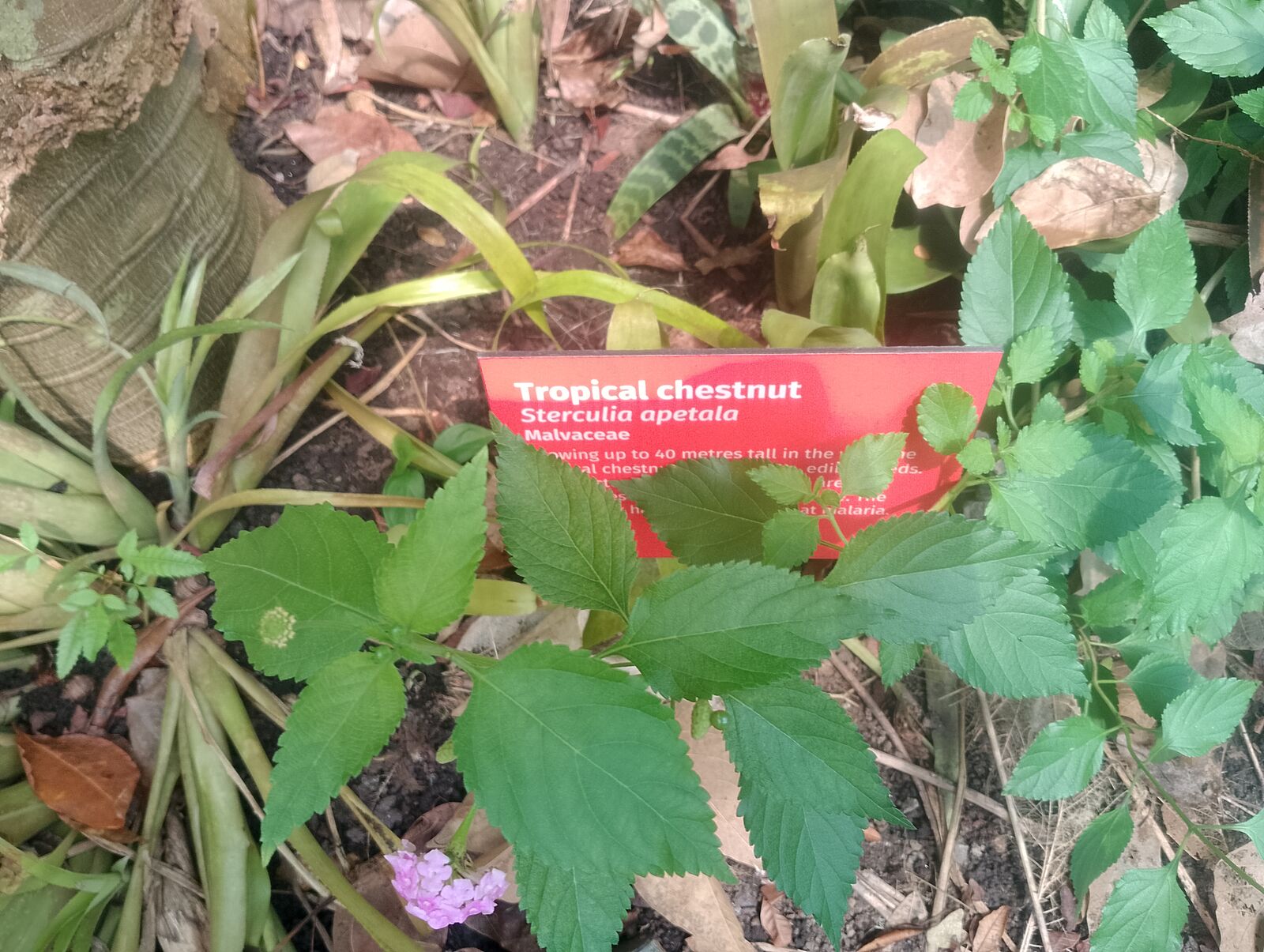 Eden Project