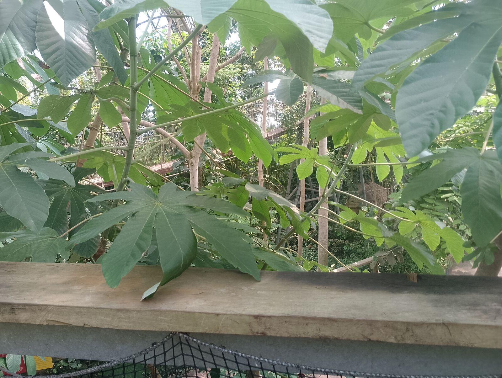 Eden Project