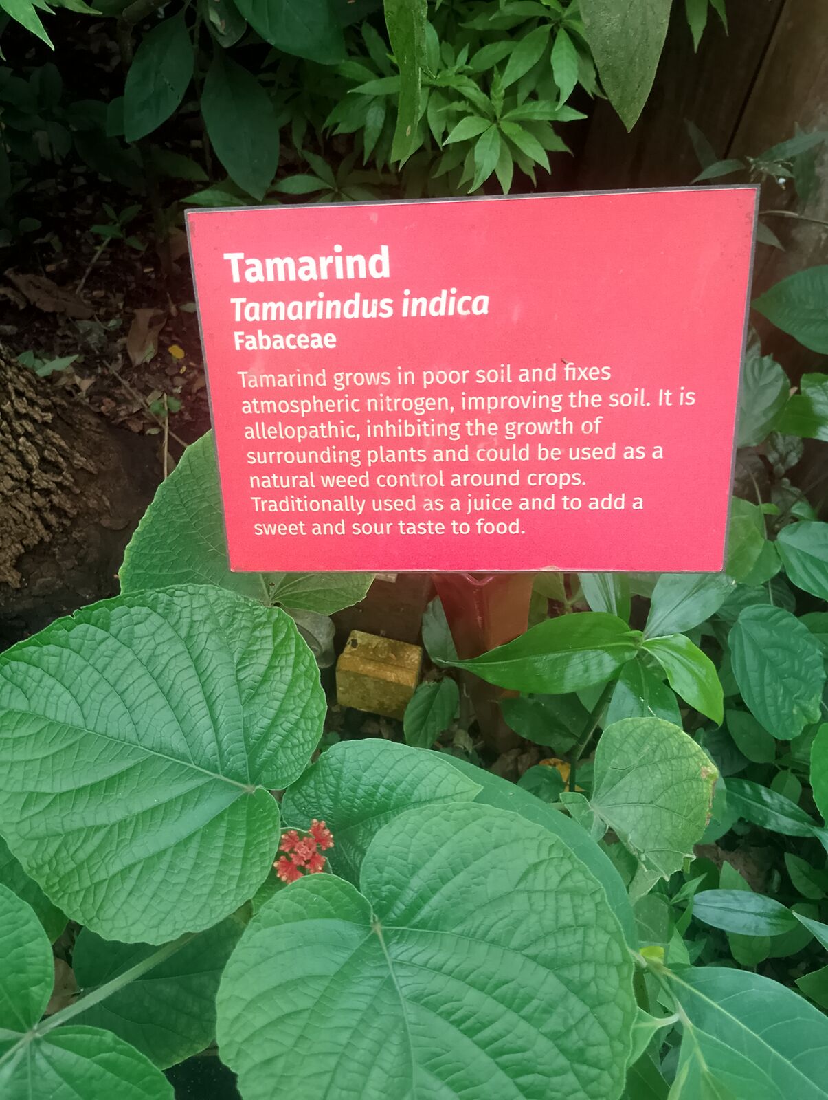Eden Project