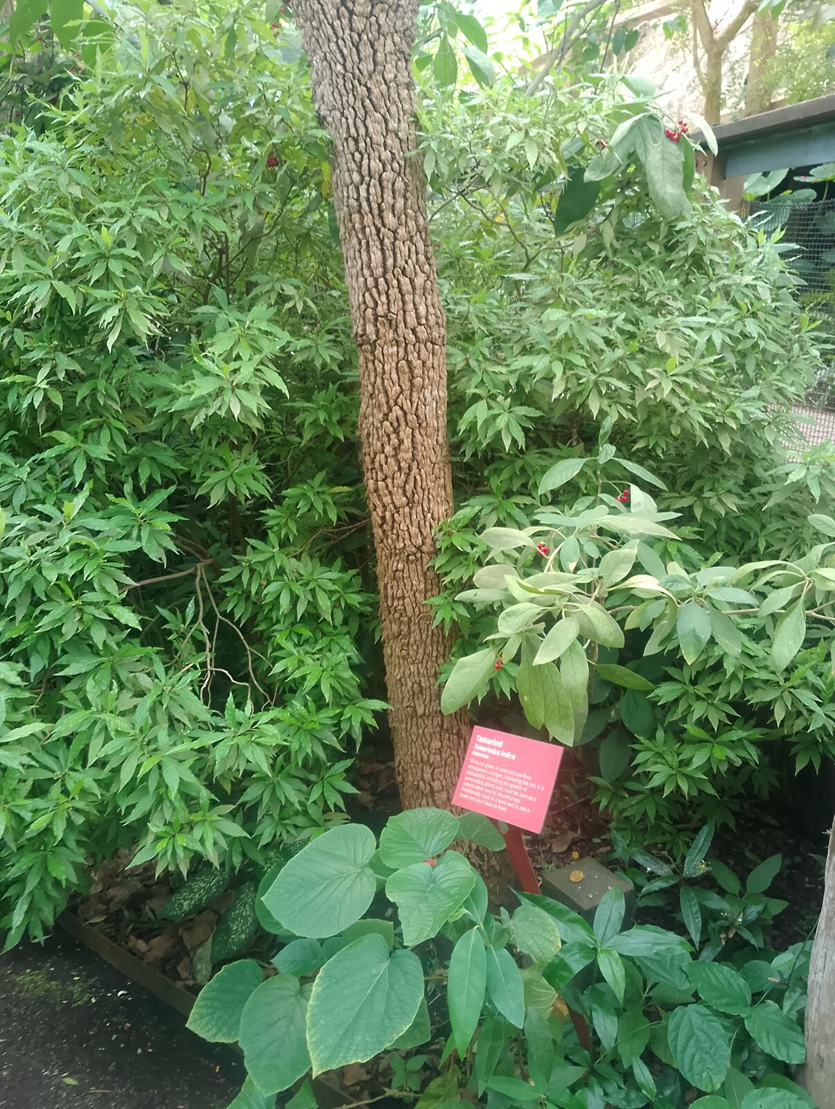 Eden Project