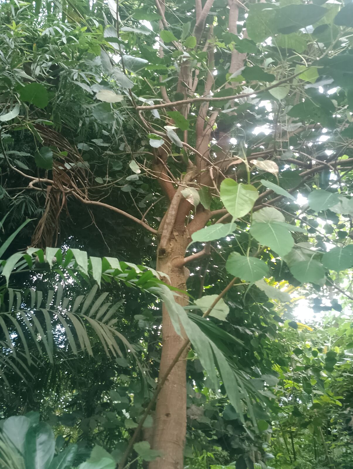 Eden Project