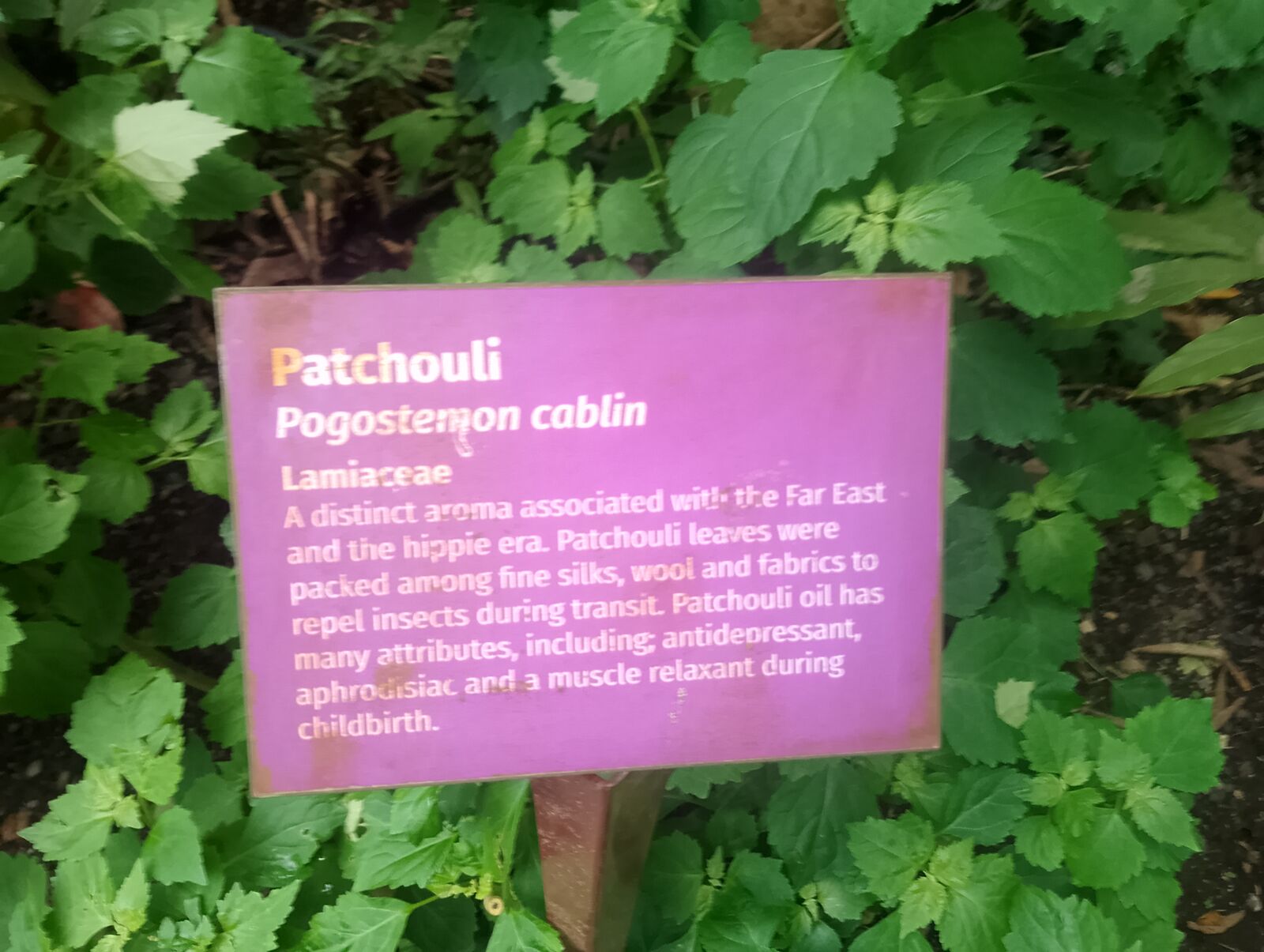 Eden Project