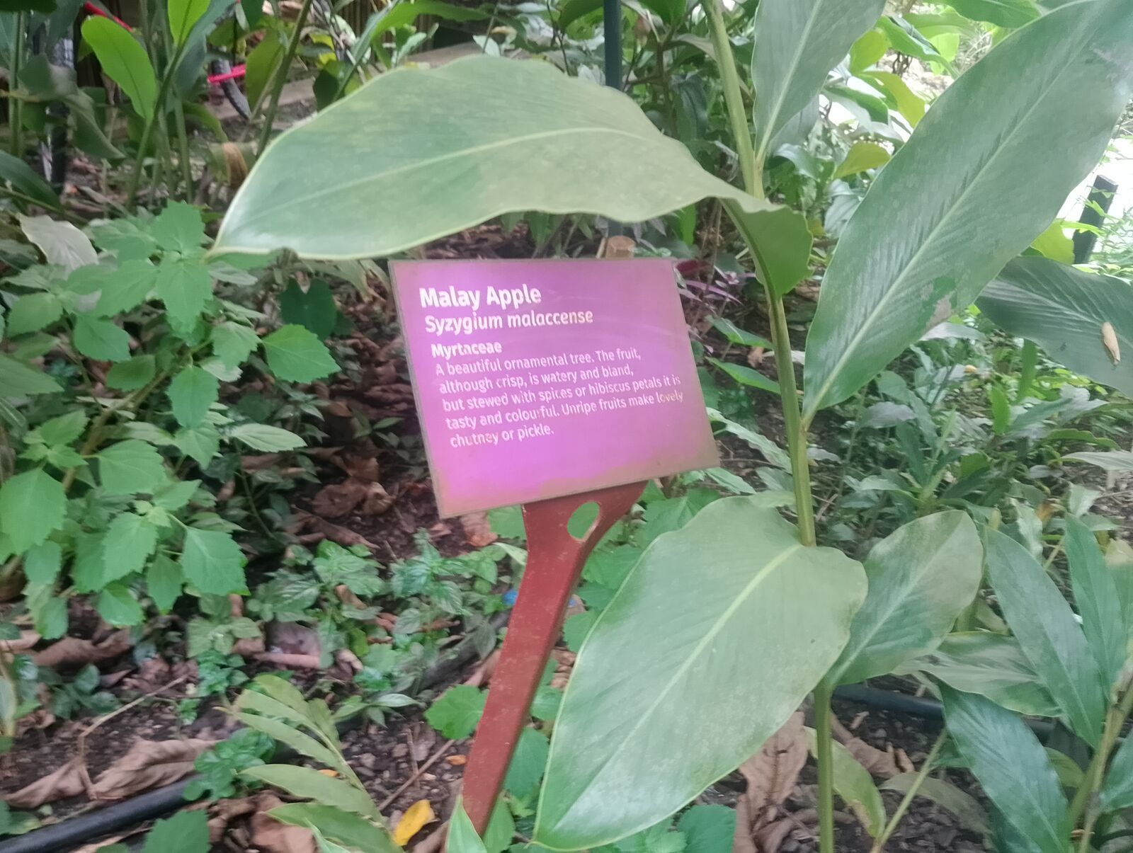 Eden Project