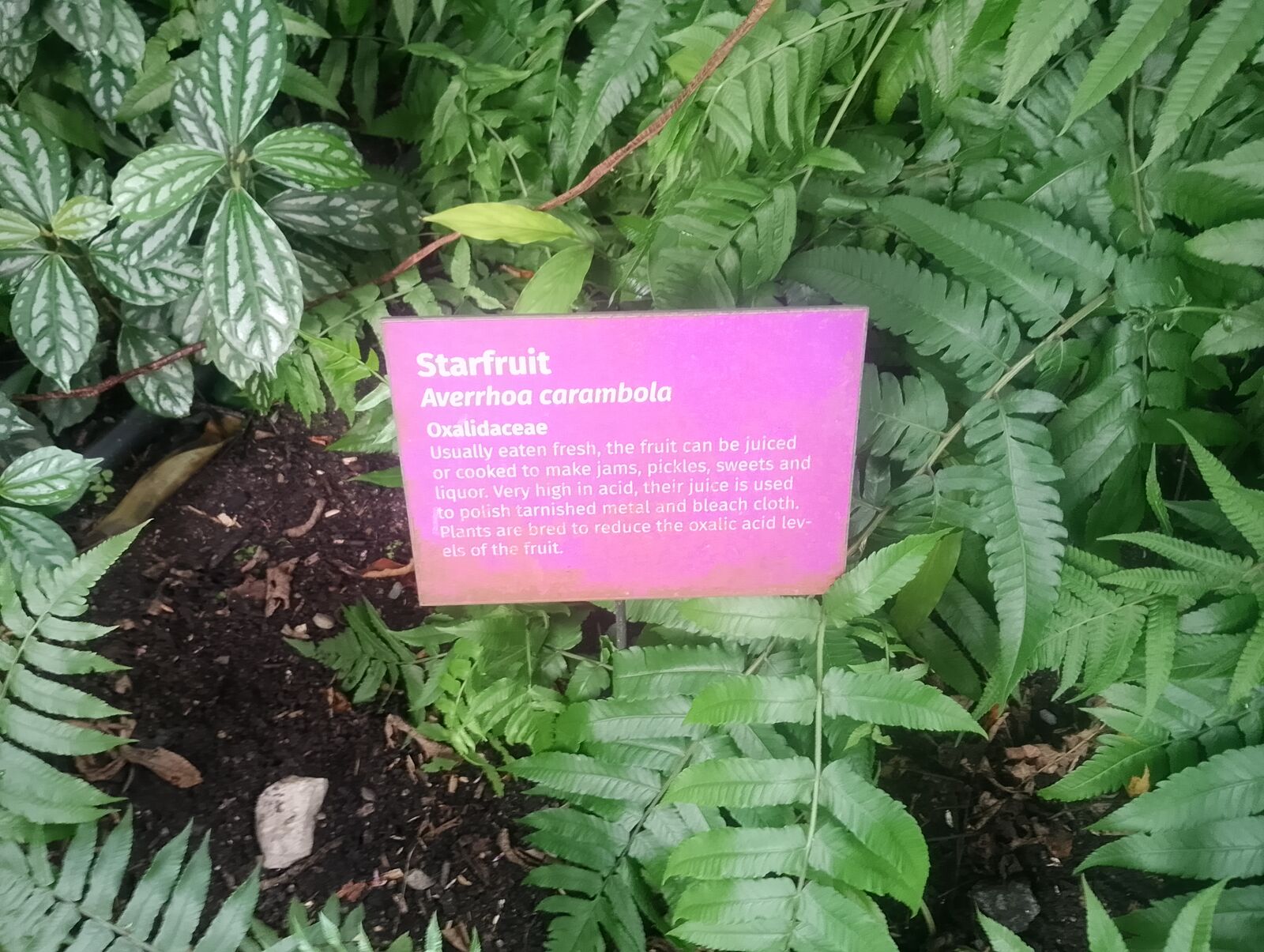 Eden Project