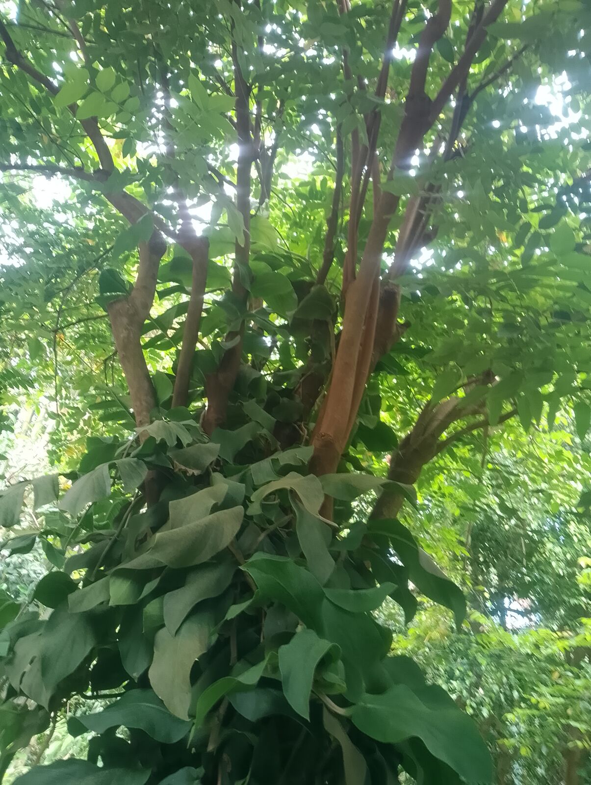 Eden Project