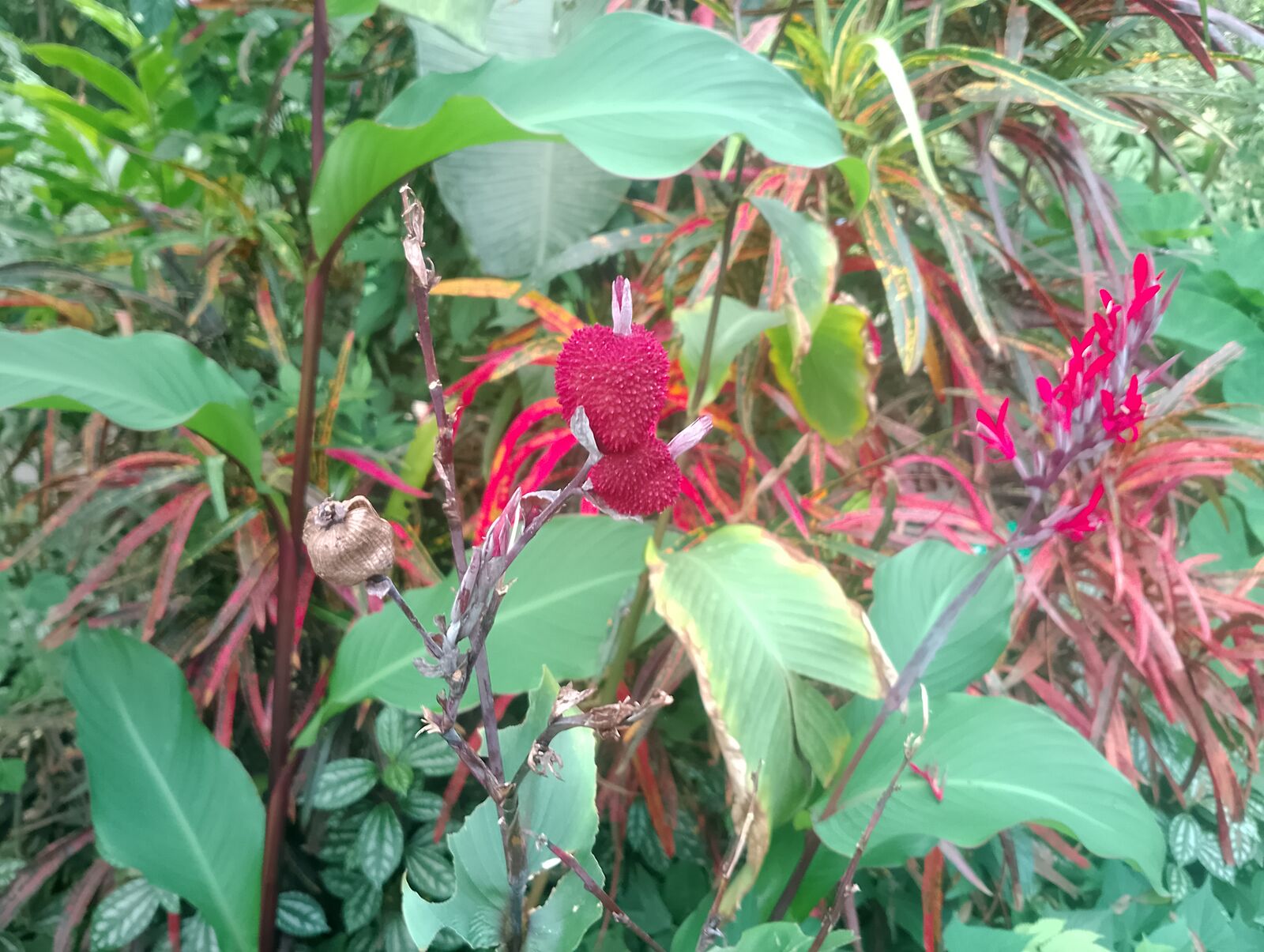 Eden Project