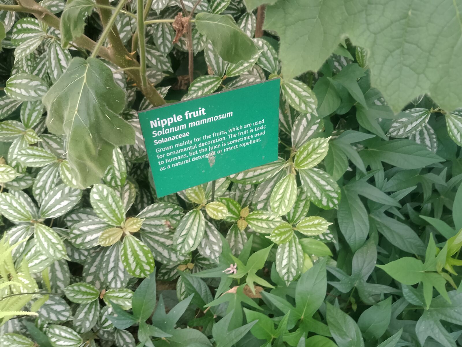 Eden Project