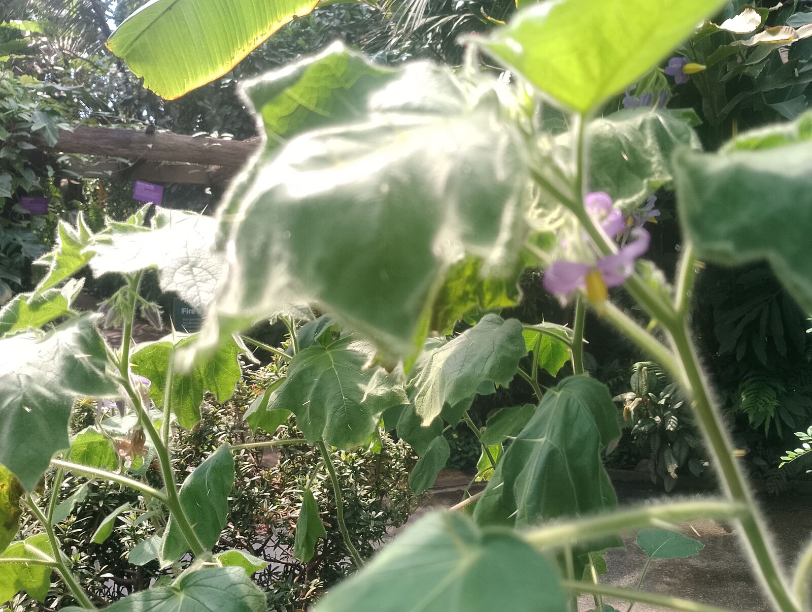 Eden Project