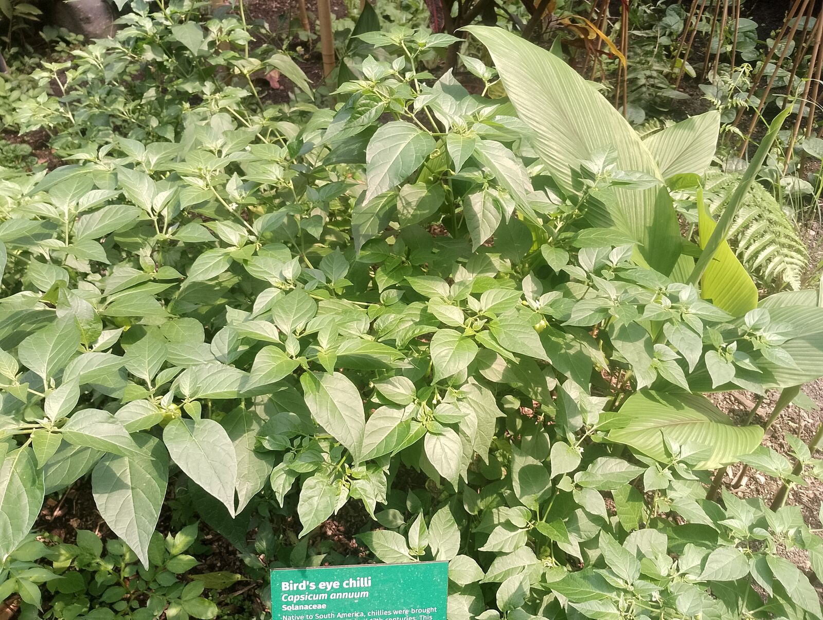 Eden Project