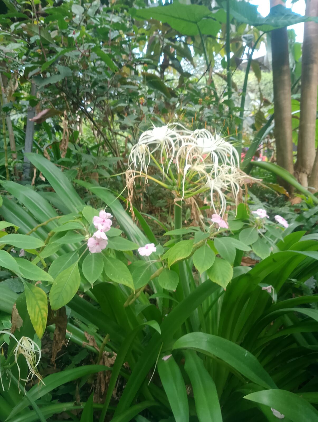 Eden Project