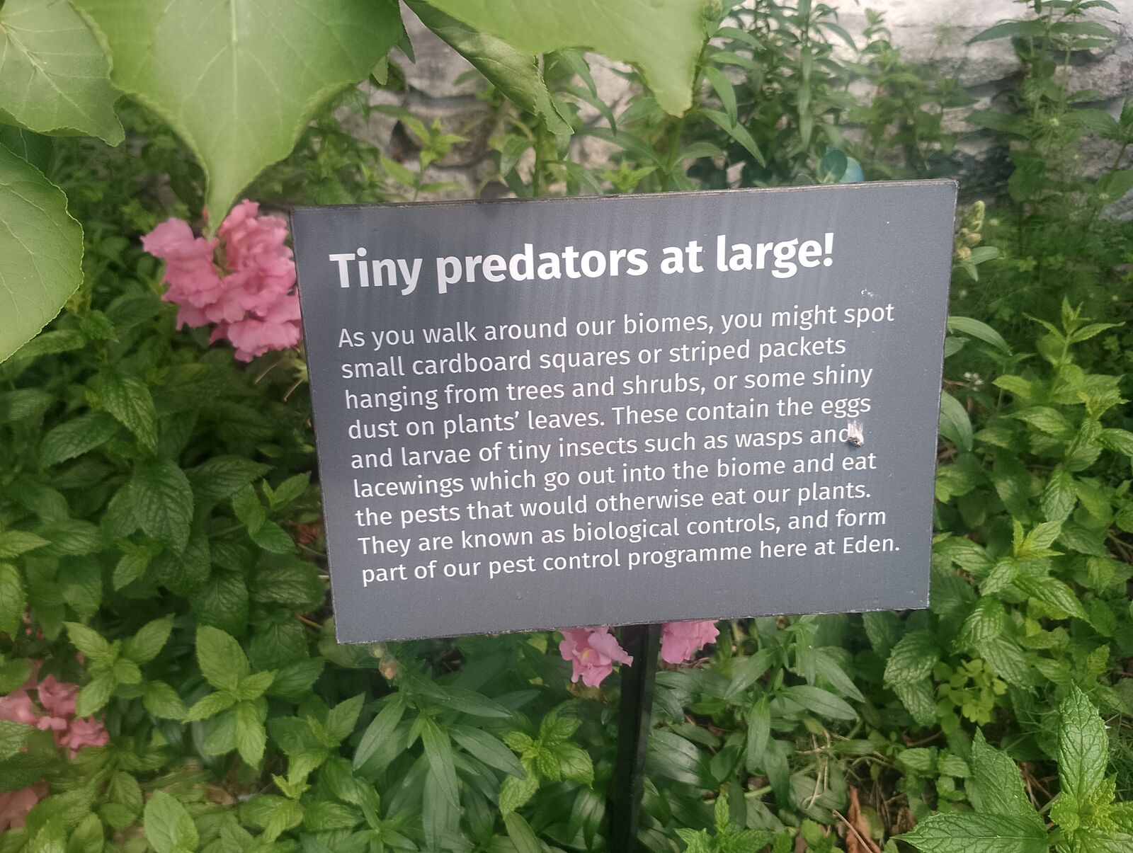 Eden Project
