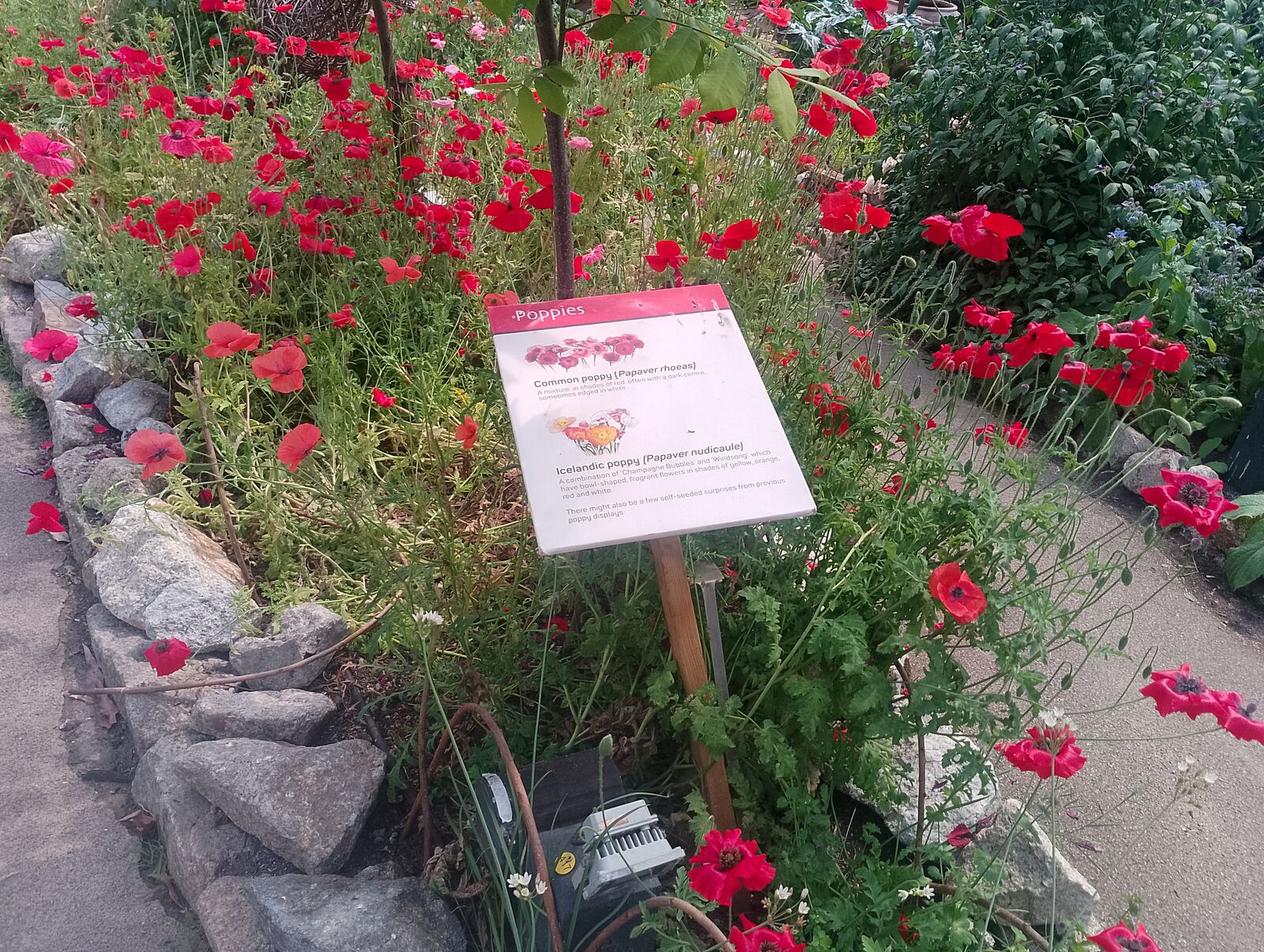 Eden Project