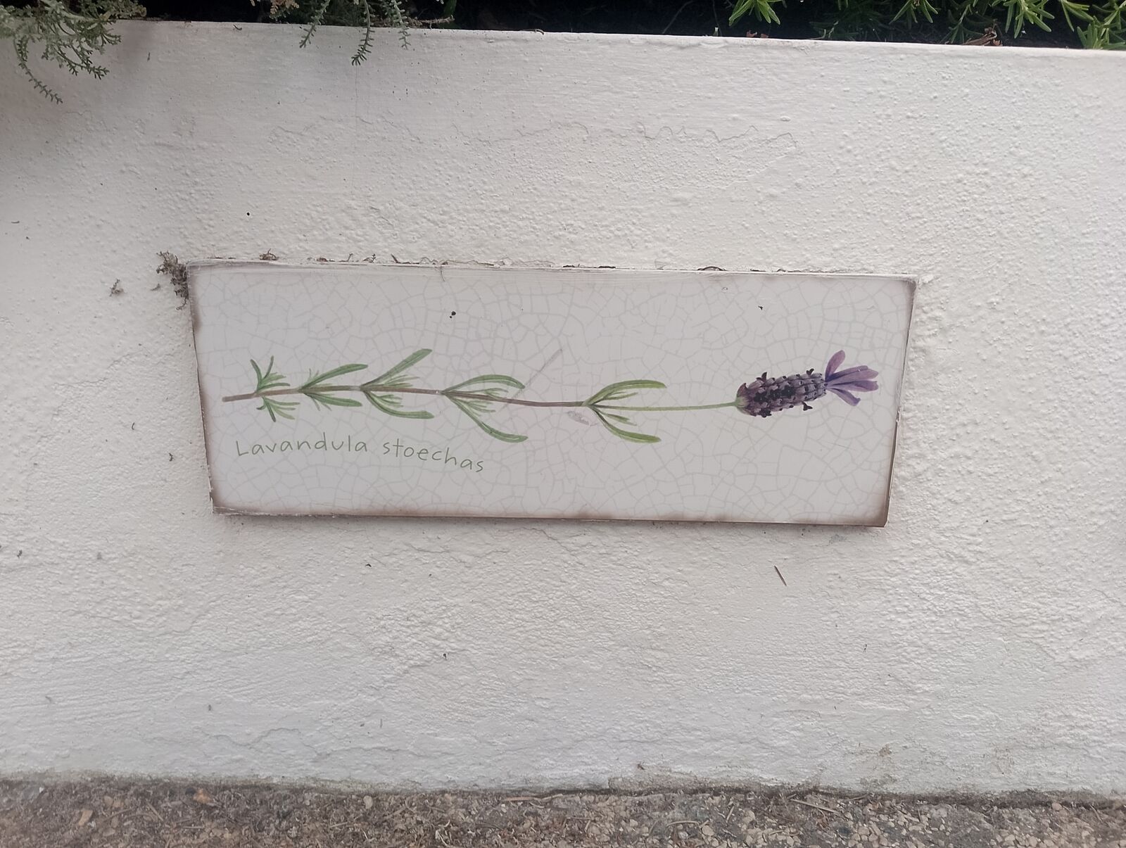 Eden Project