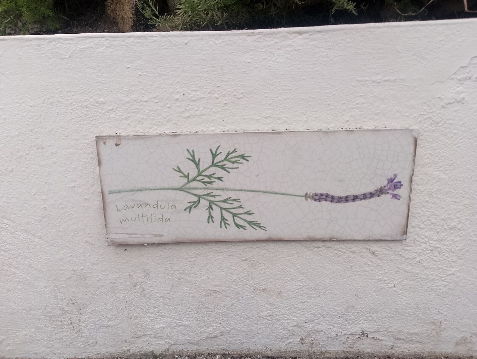 Eden Project