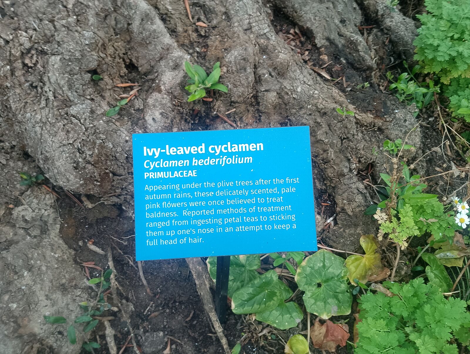 Eden Project