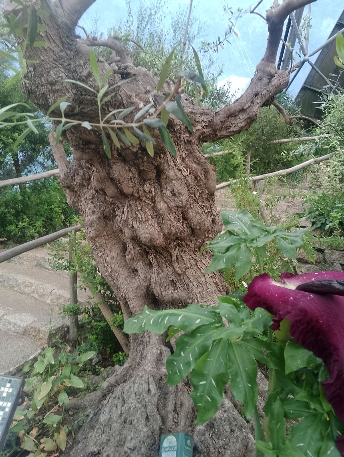 Eden Project