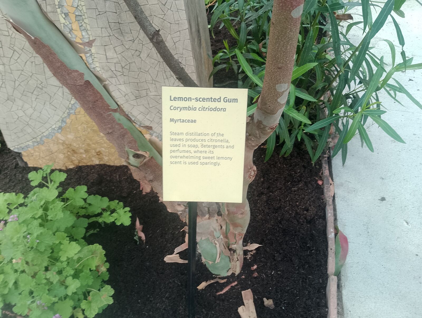 Eden Project