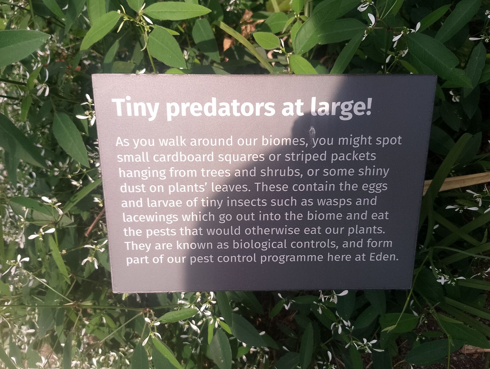 Eden Project