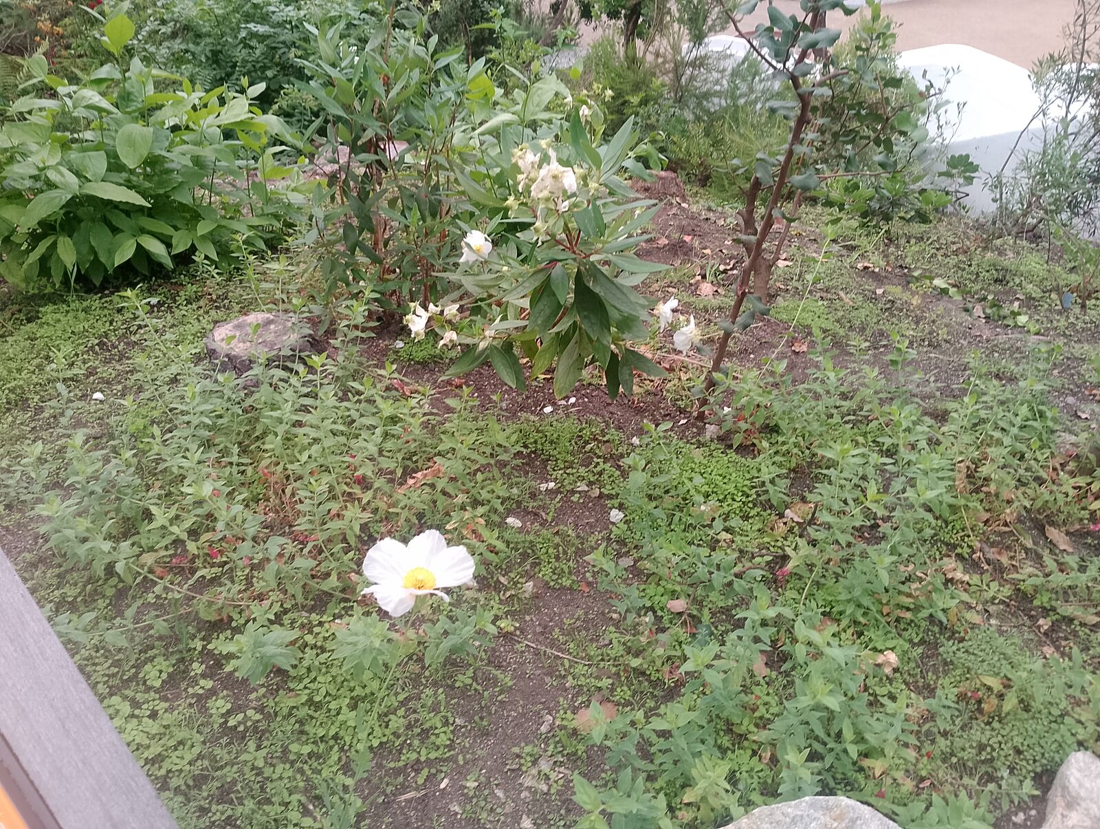 Eden Project