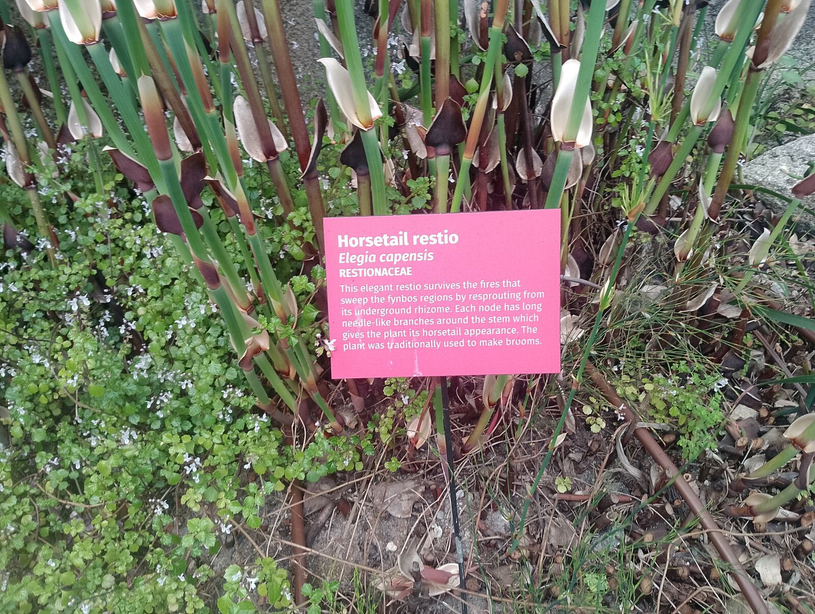 Eden Project