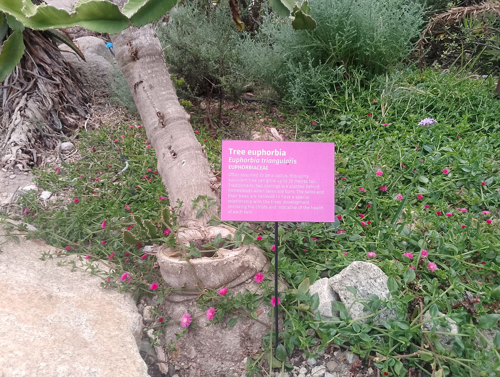 Eden Project