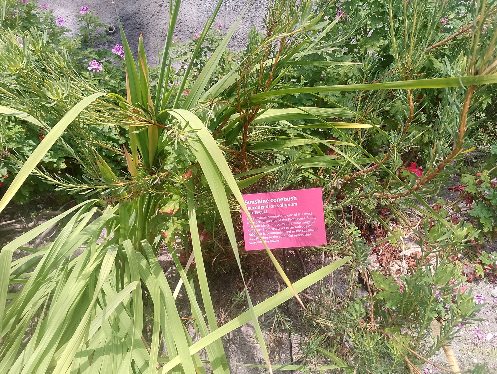 Eden Project