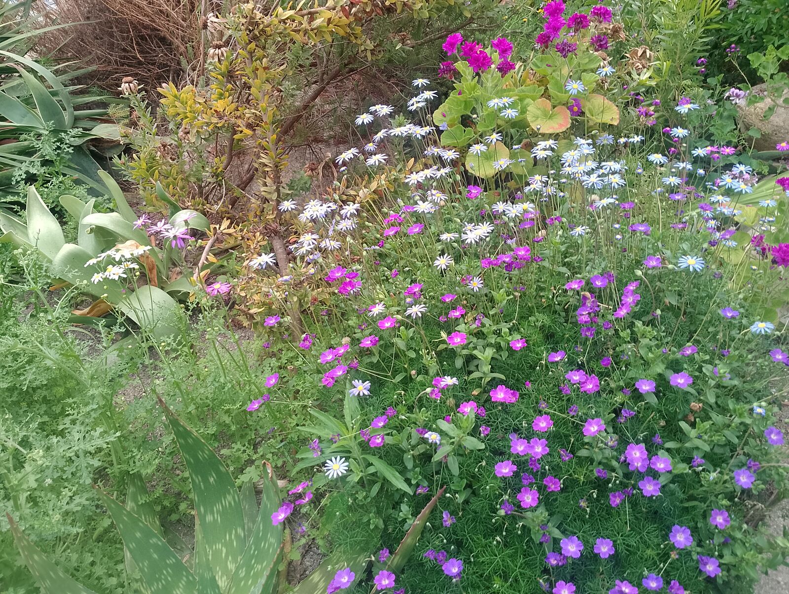 Eden Project