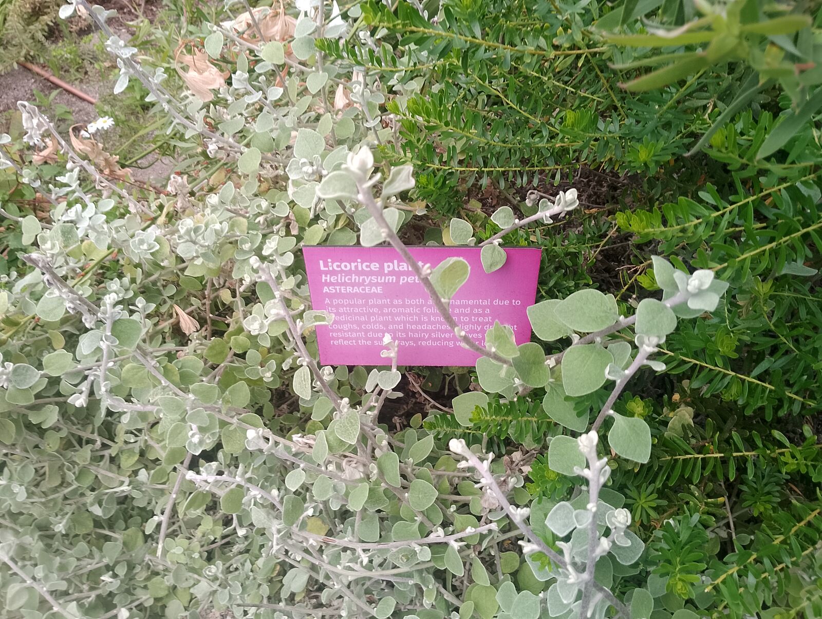 Eden Project