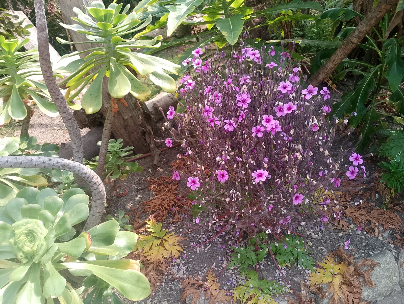 Eden Project
