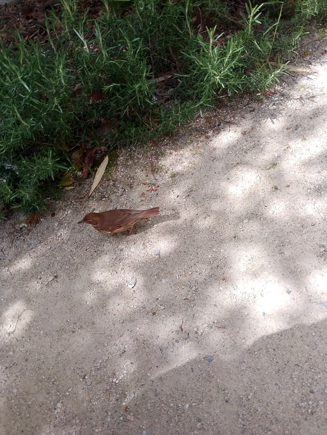 Thrush near the Steward's House