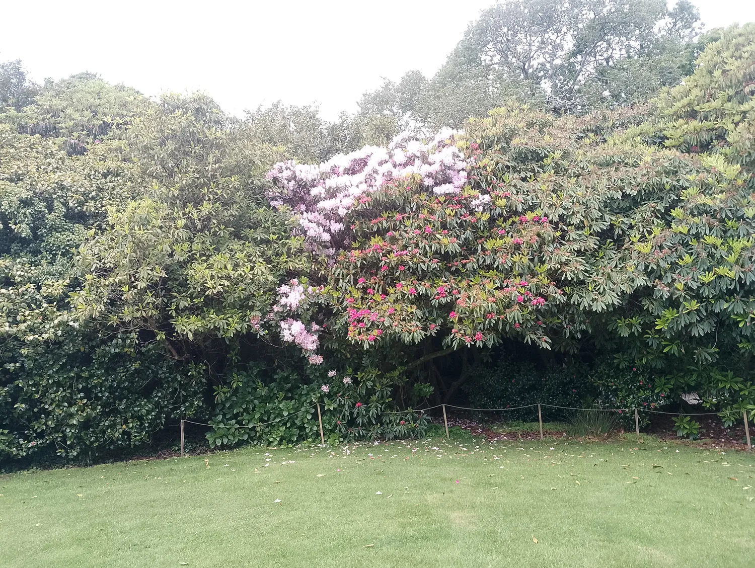 Rhododendrons in bloom