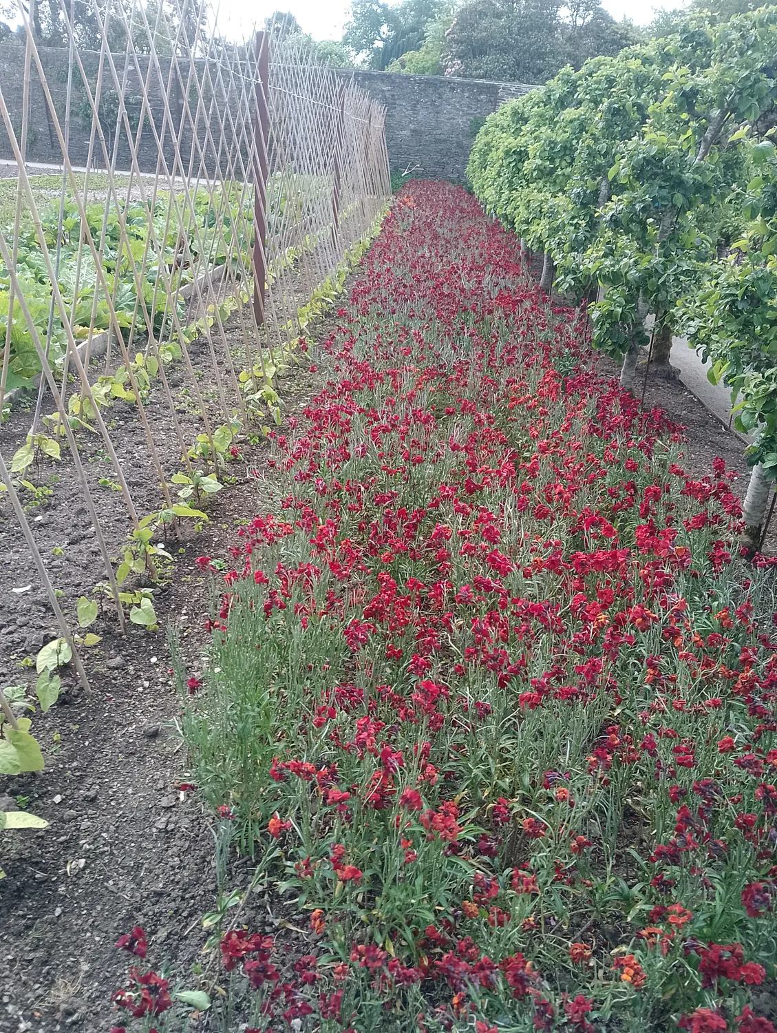 Vegetable garden rows