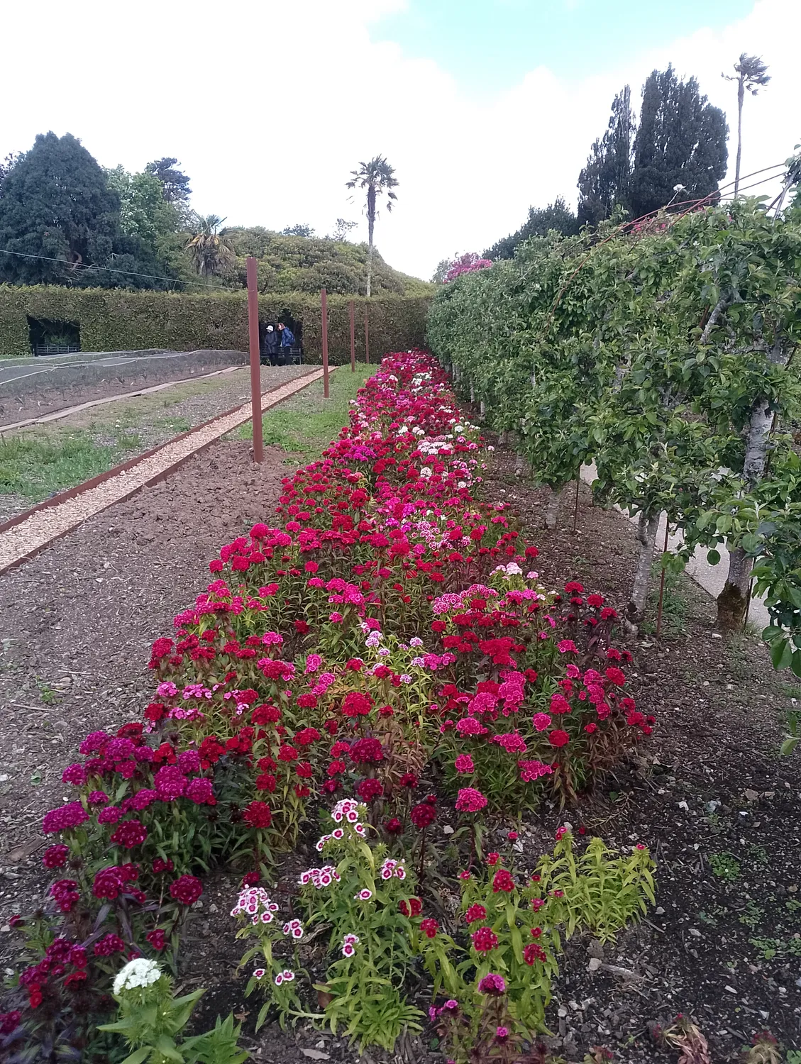 Vegetable gardens and hedges