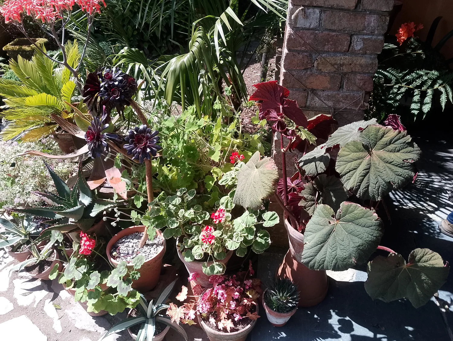 Plants by the greenhouse