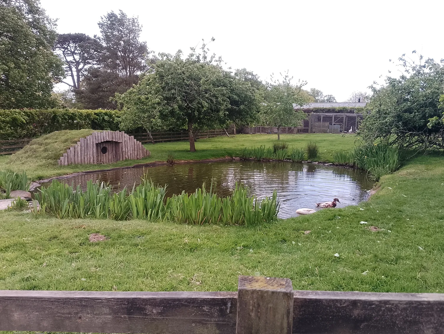 Duck pond and farm area
