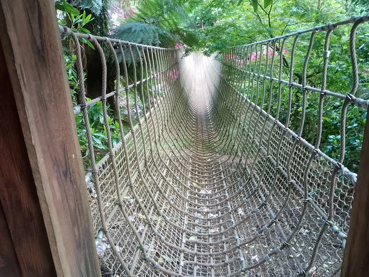 Rope bridge above the jungle