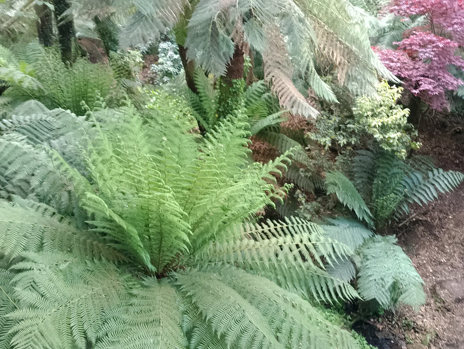 Jungle path continuing