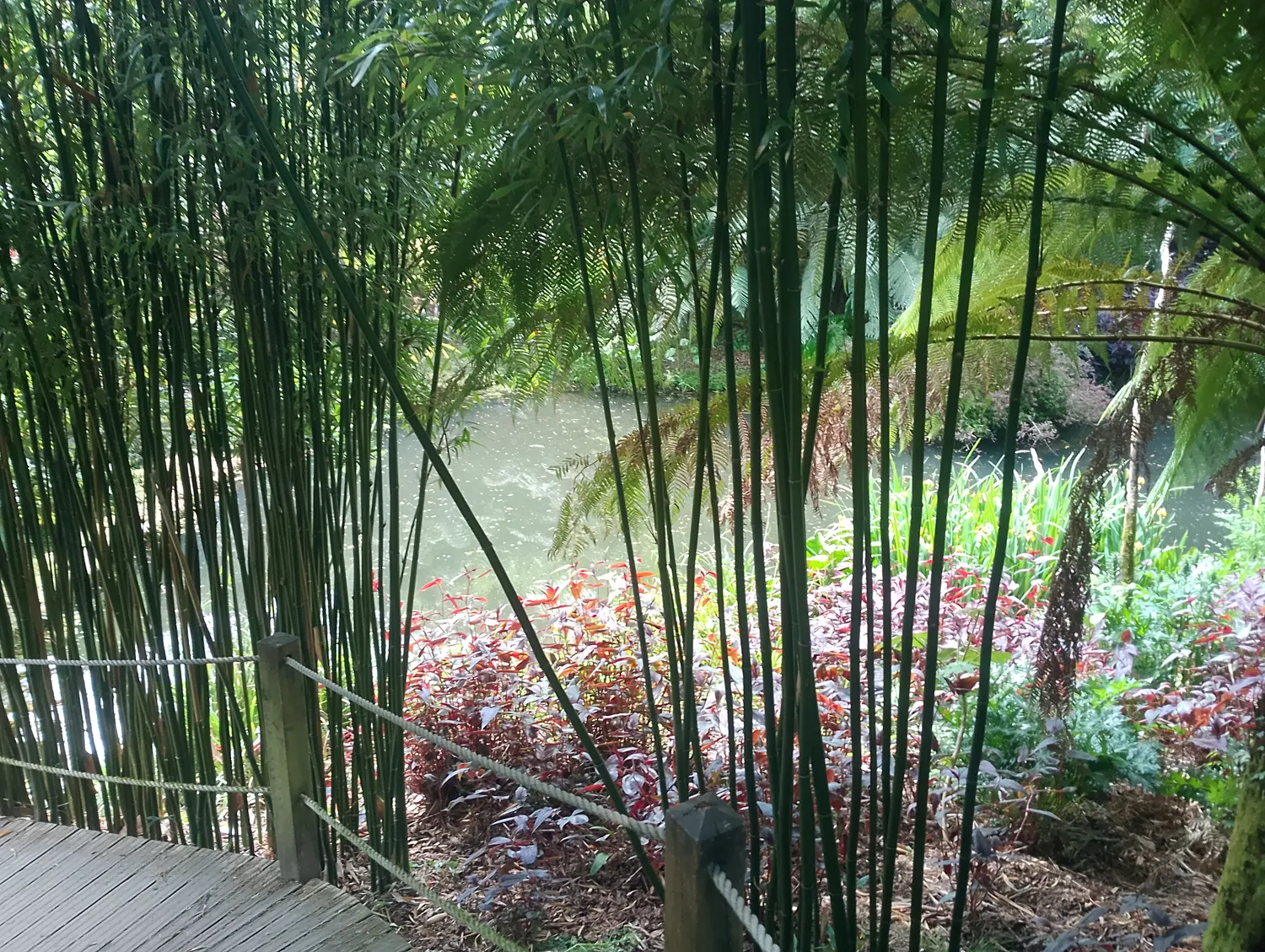 Fern trees in the jungle