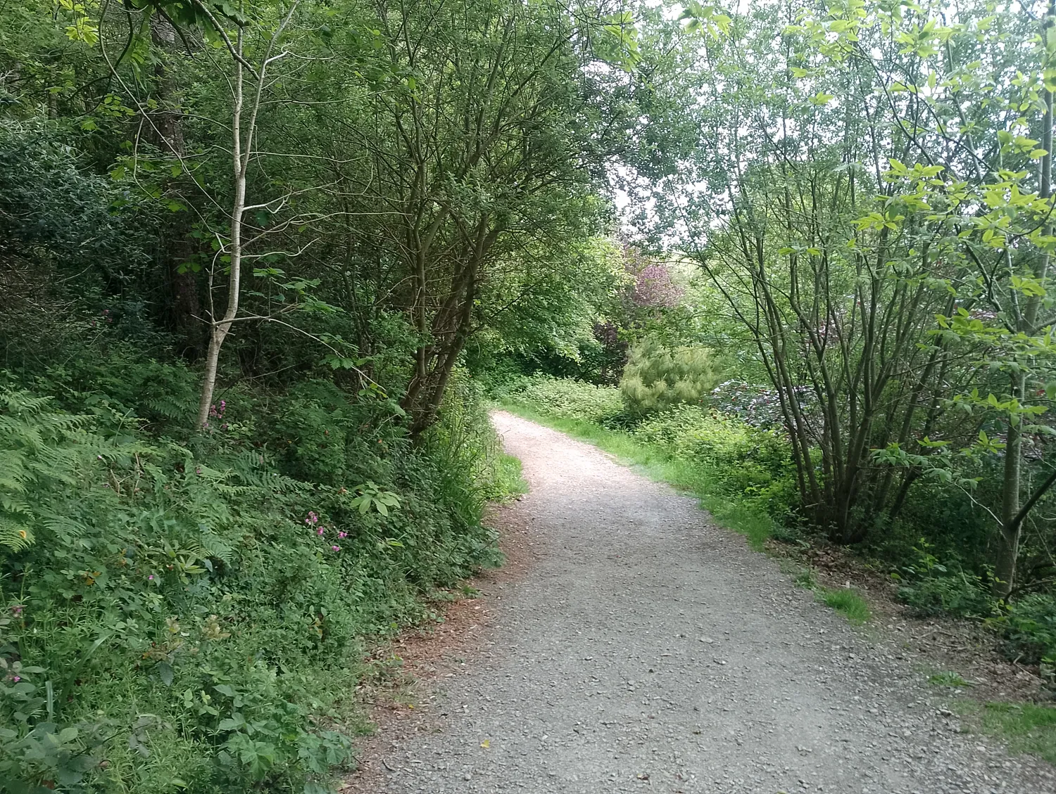 Woodland path through the valley