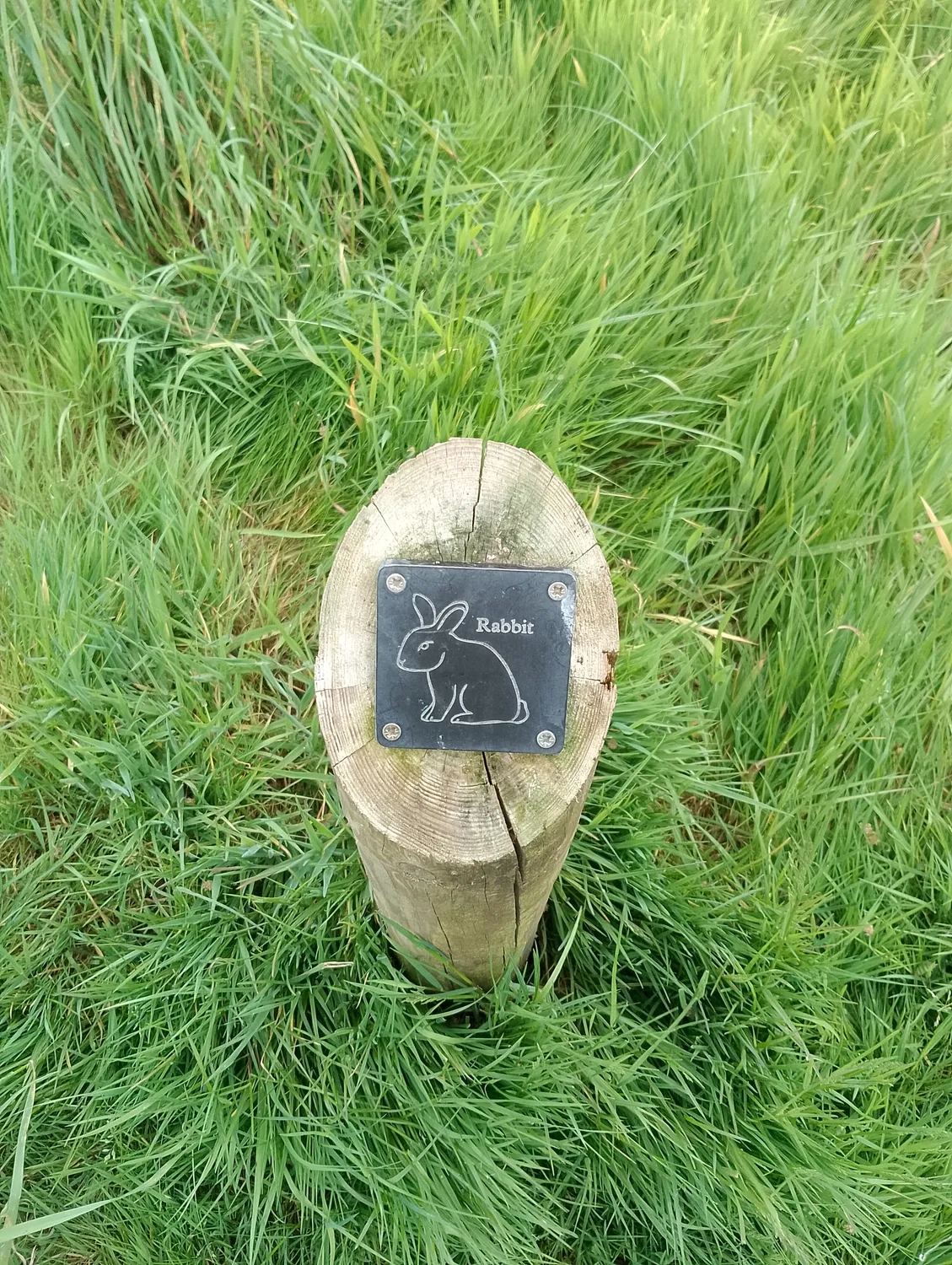 Rabbit trail marker