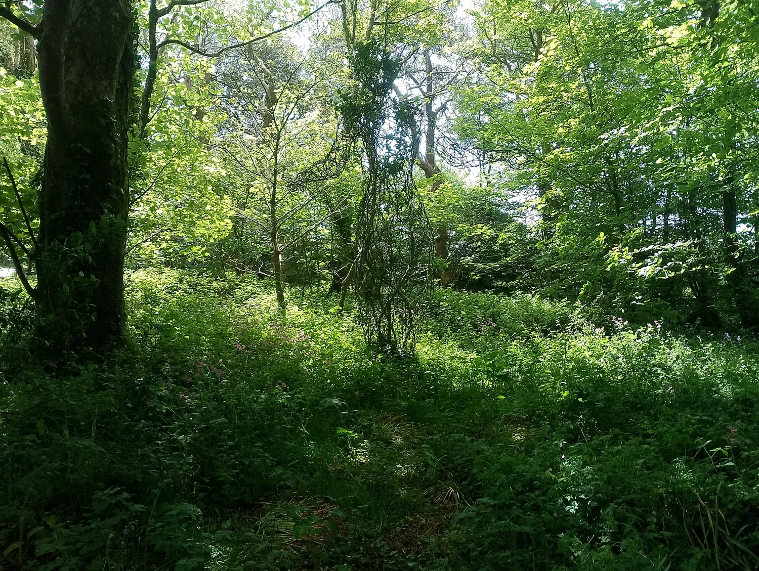 Beehive along the trail