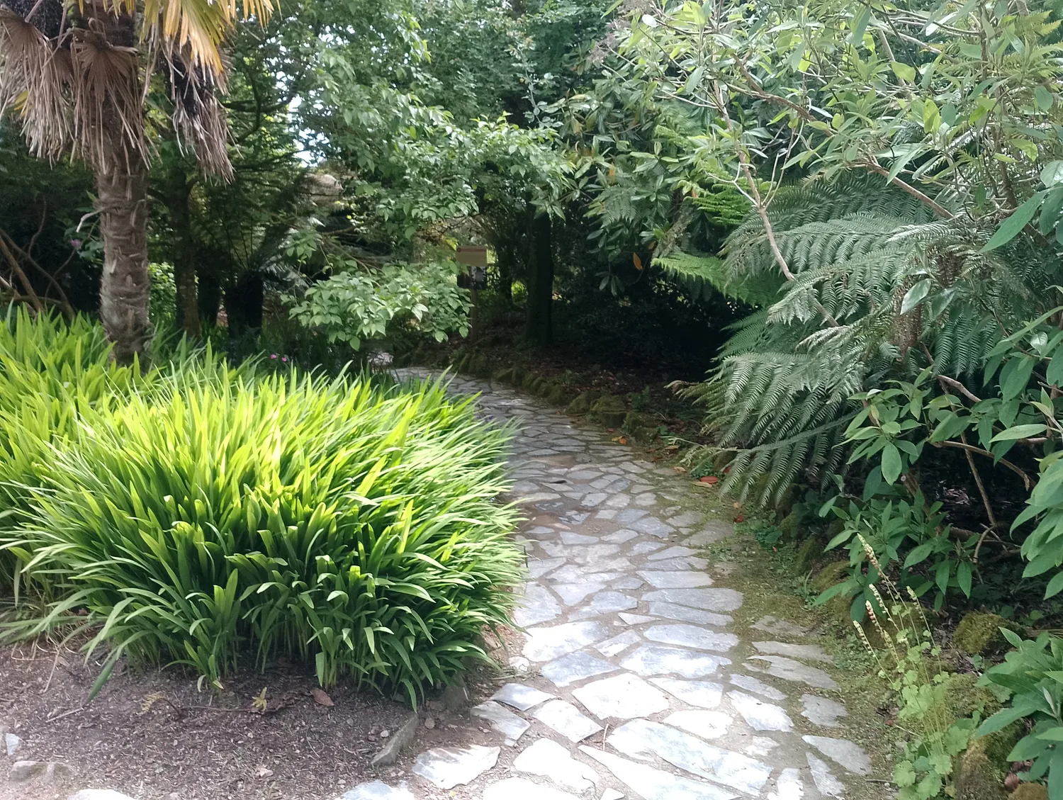 Stone path through tropical plants