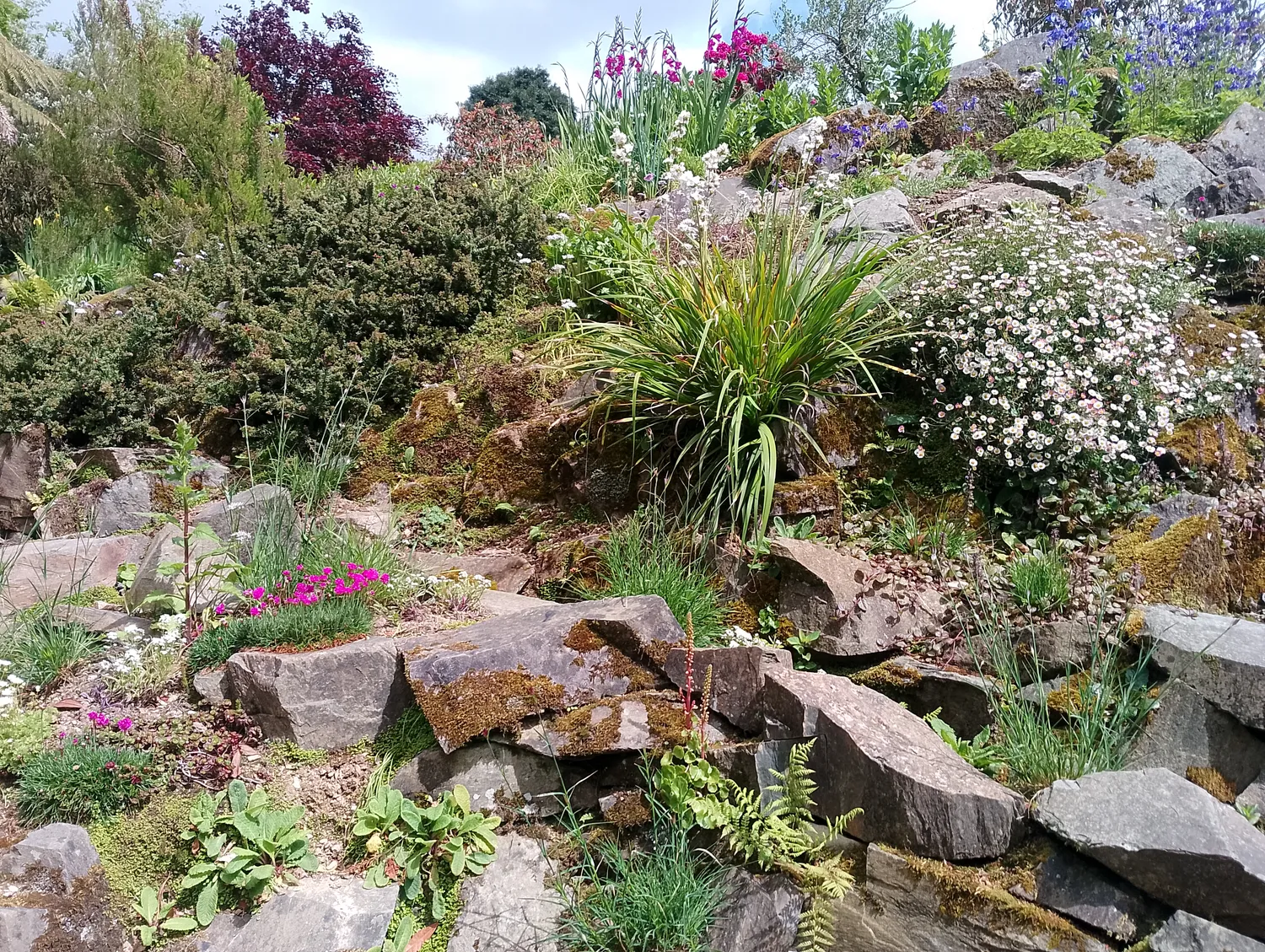 Tropical plants