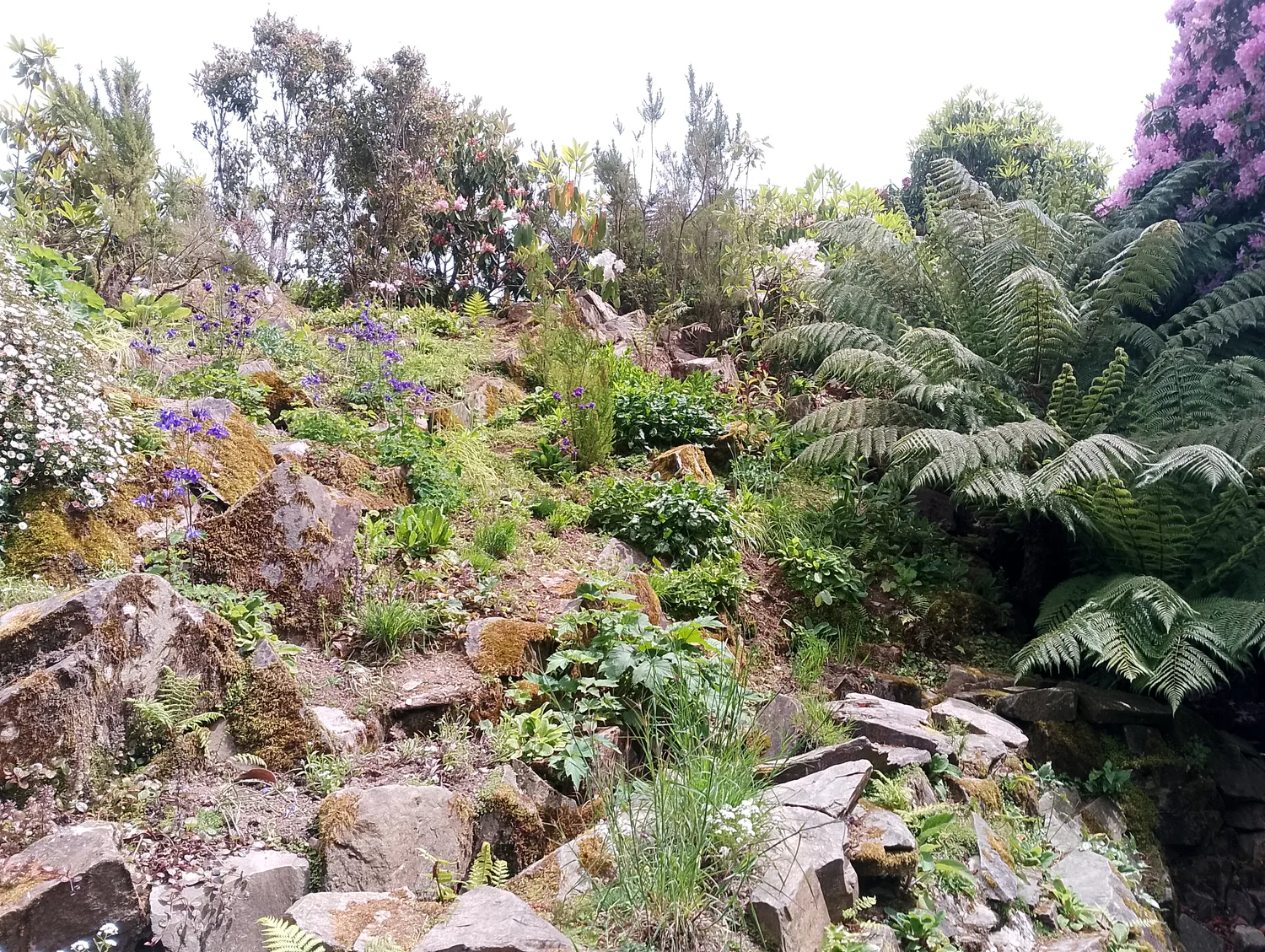 Palm and fern garden