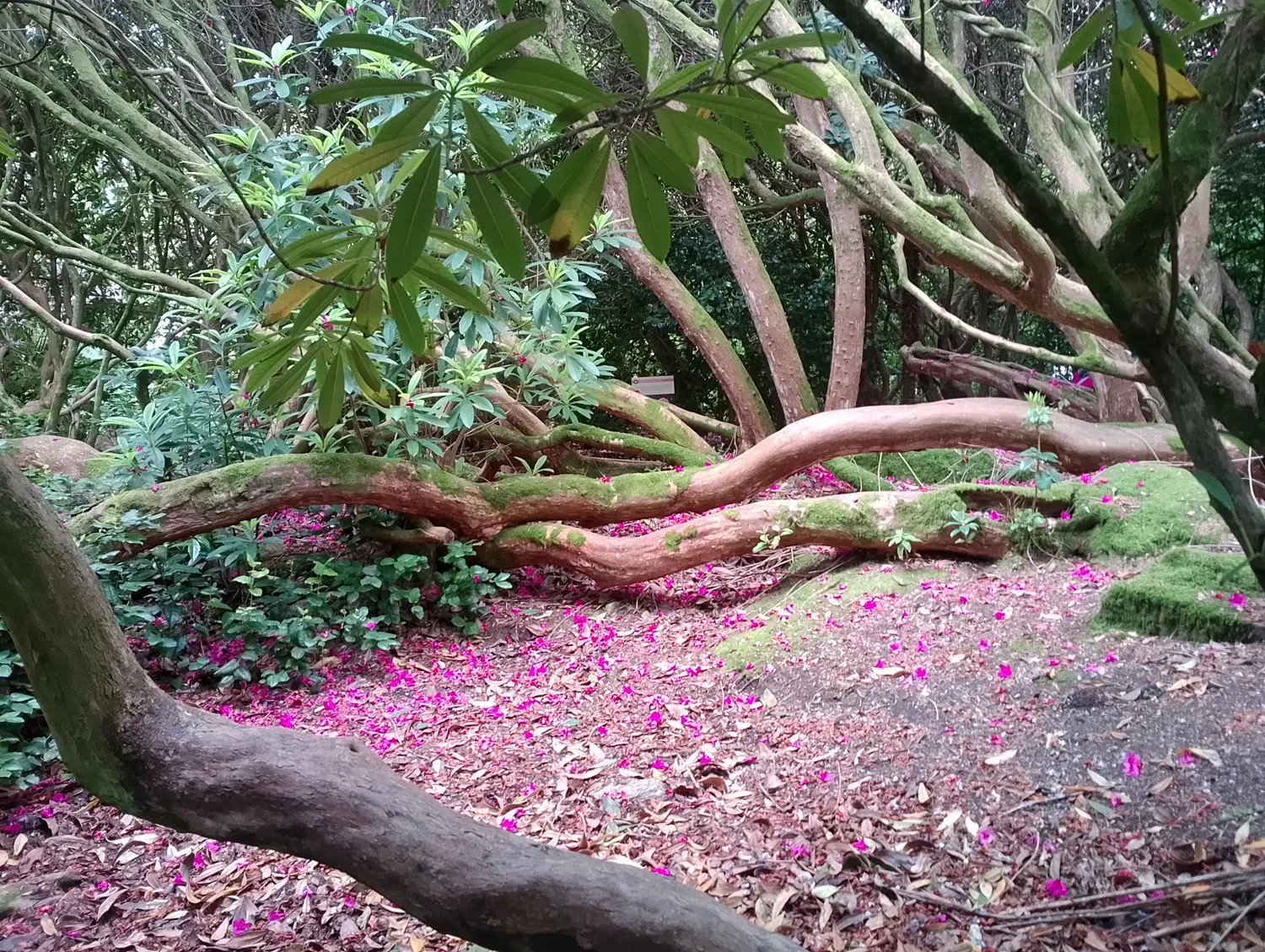 Upper garden view